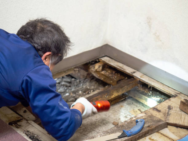 Best Local Mold Removal Service  in Kinsley, KS