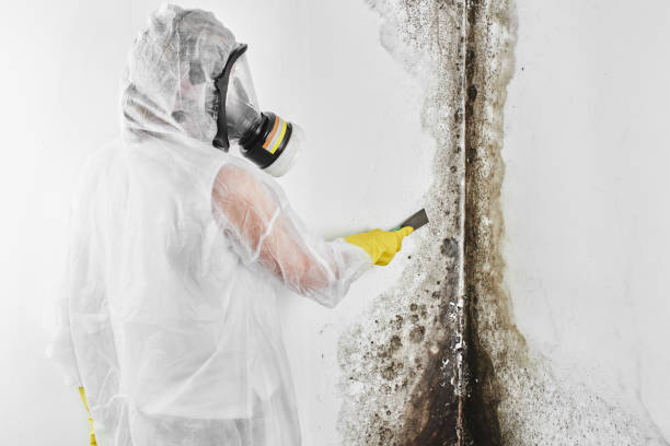 Best Crawl Space Mold Removal  in Kinsley, KS