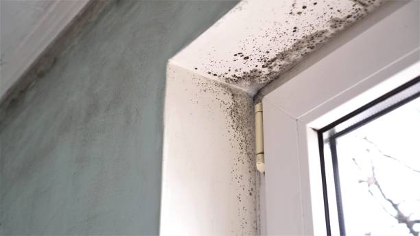 Best Professional Mold Removal  in Kinsley, KS