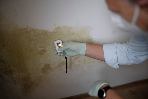 Best Certified Mold Removal  in Kinsley, KS