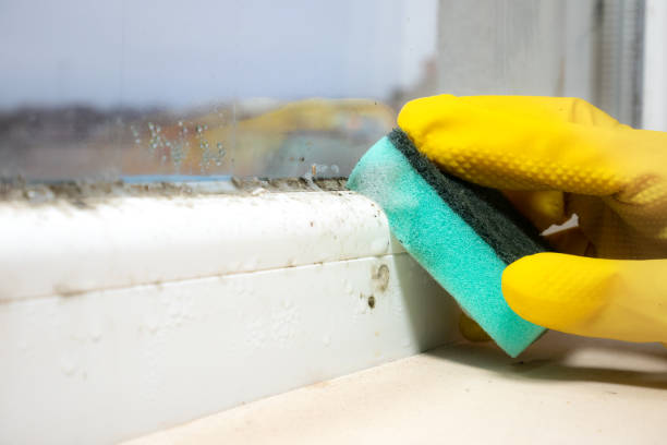 Best Emergency Mold Removal  in Kinsley, KS