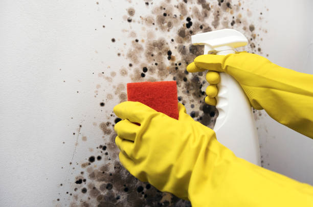 Best Best Mold Removal Companies  in Kinsley, KS
