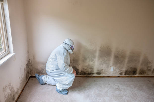 Best Mold Removal Near Me  in Kinsley, KS