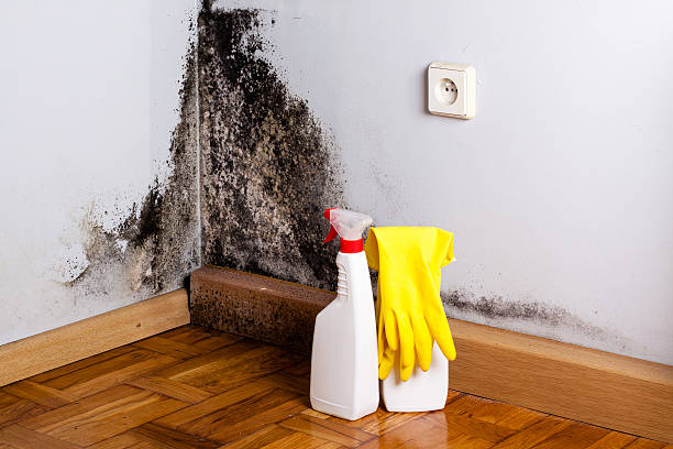 Kinsley, KS Mold Removal Company
