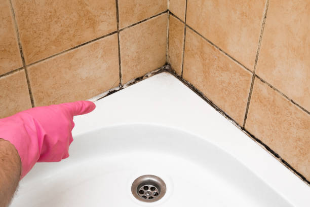 Home Mold Removal in Kinsley, KS